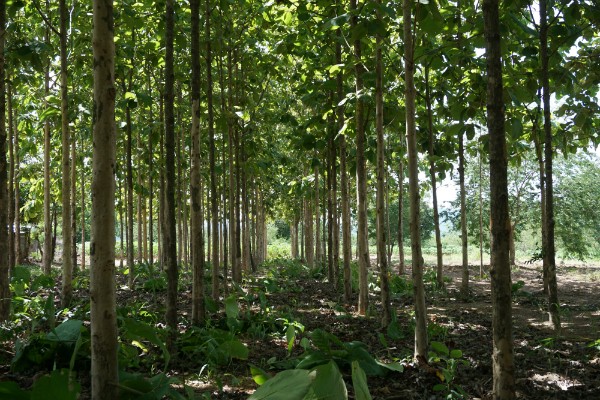 Teakholzplantage © tanantornanutra / Fotolia.com