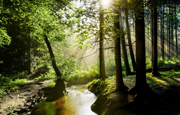 Der Wald muss unversehrt bleiben