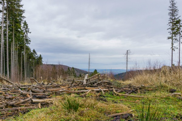 Waldsterben