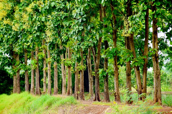 Teakbaum Plantage