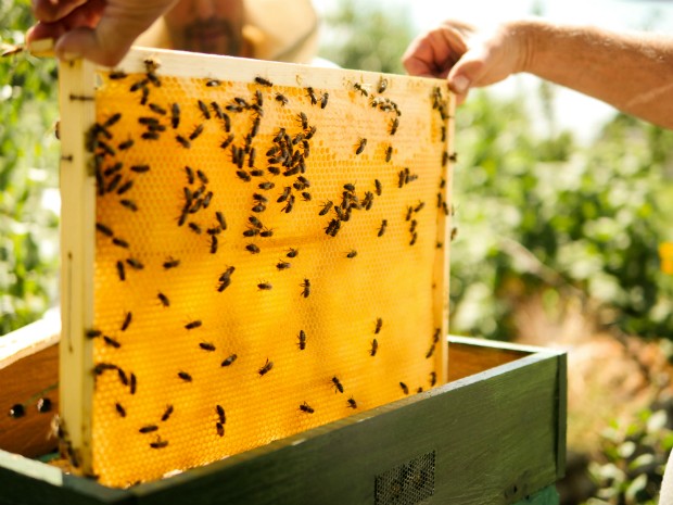 Bienen bei der Produktion