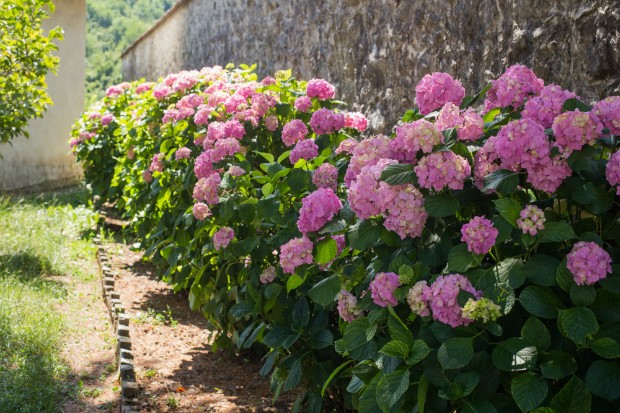 Blumen, Sträucher und Bäume machen den Landhausgarten lebendig