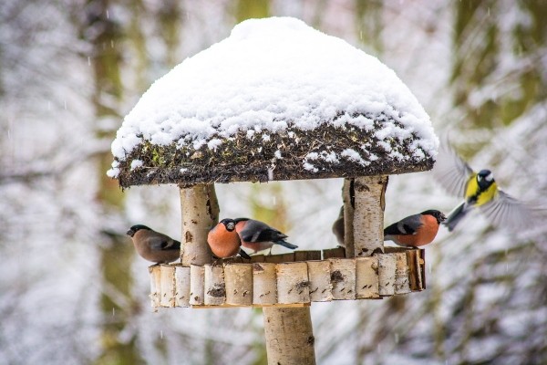 Voegel am Vogelhaus