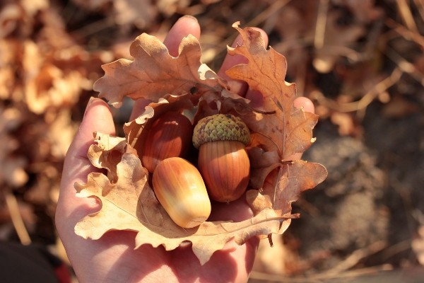 frische-eicheln-bei-holzparasiten