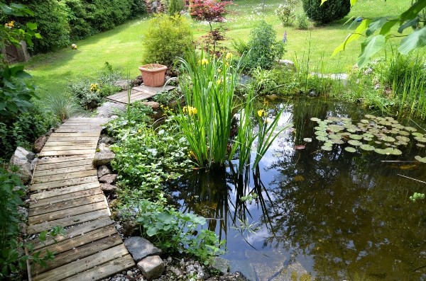 gartenteich-seerosen-garten-im-landhausstil