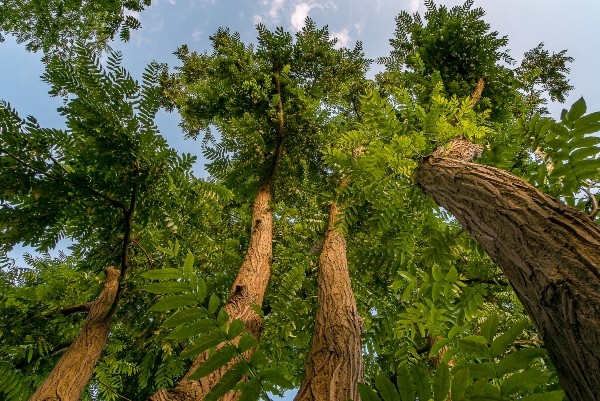 Grosse gruene Palisanderbaeume von unten