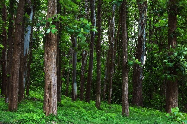 Der Teak Baum ist in Südostasien beheimatet Teakwald in Südostasien