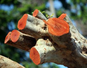 Möbel aus Mahagoniholz - Wohnpalast Magazin