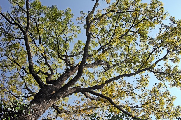 Mahagoni Baum