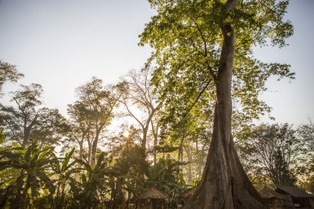 Majestätischer Mahagoni-Baum