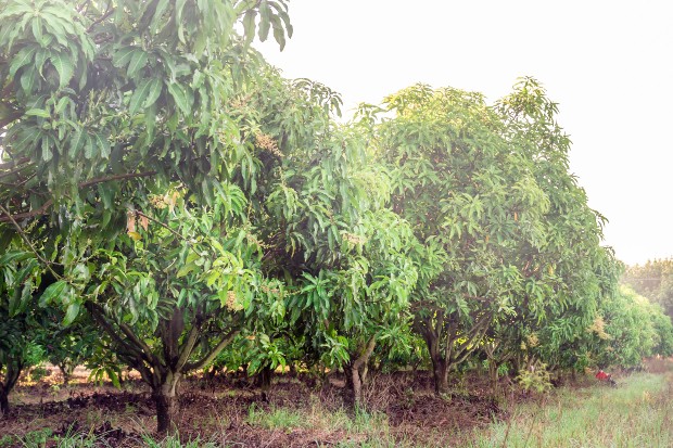 Mangobäume - hieraus werden hochwertige Mangomöbel hergestellt