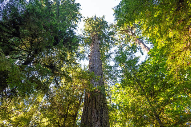 Douglasie sind beeindruckend, ihr Holz für den Garten ideal geeignet Eine riesige Gewöhnliche Douglasie in einem Wald