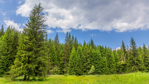 Fichten sind besonders in Nordeuropa weit verbreitet Blick auf den Waldrand eines Fichtenwaldes Fichtenmöbel