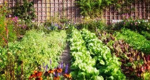 Bauerngarten mit Gemüse