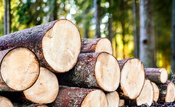 Mehrere gefällte Kieferstämme liegen gestapelt im Wald