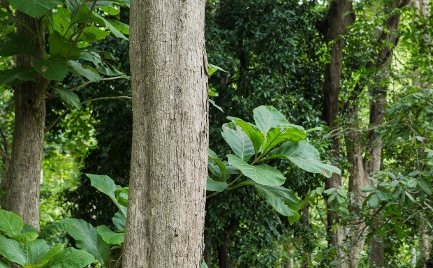 Teak Wald in Thailand